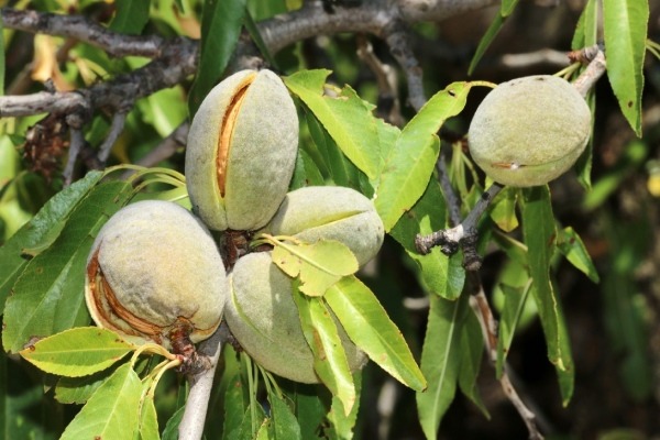 Buy Nonpareil Almonds Tree Types + Price