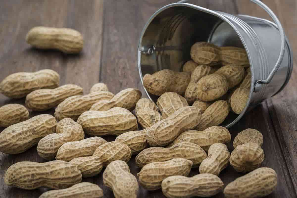 The price of runner peanuts + purchase and sale of runner peanuts wholesale