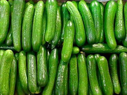 Buy All Kinds of Organic Cucumbers at the Best Price