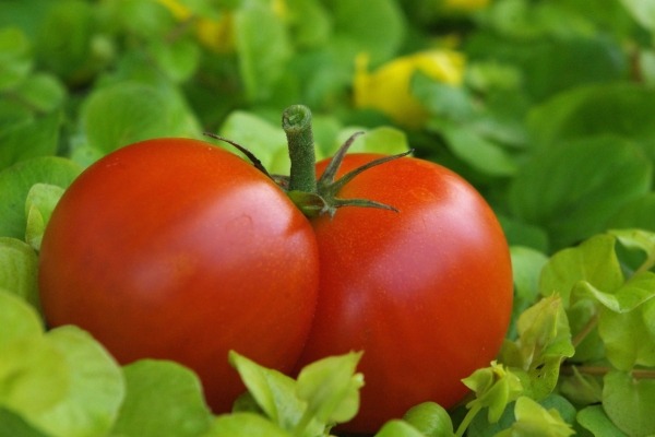 Which Is the Best Fresh Tomatos? + Complete Comparison | Great Price