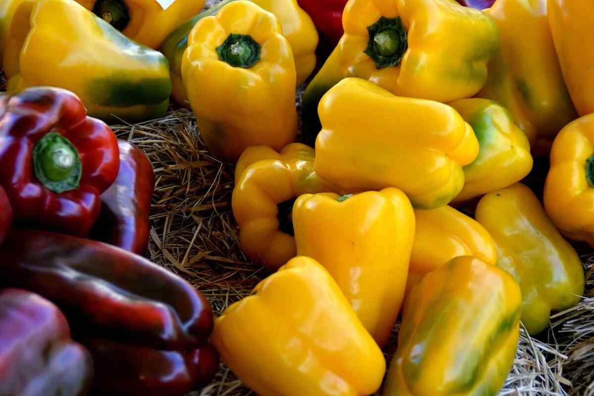 orange bell pepper purchase price + specifications, cheap wholesale