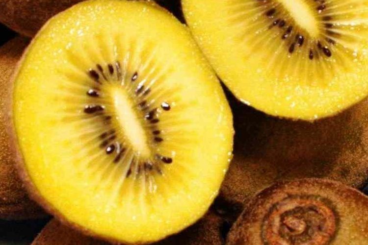 The purchase price of gold kiwifruit + advantages and disadvantages