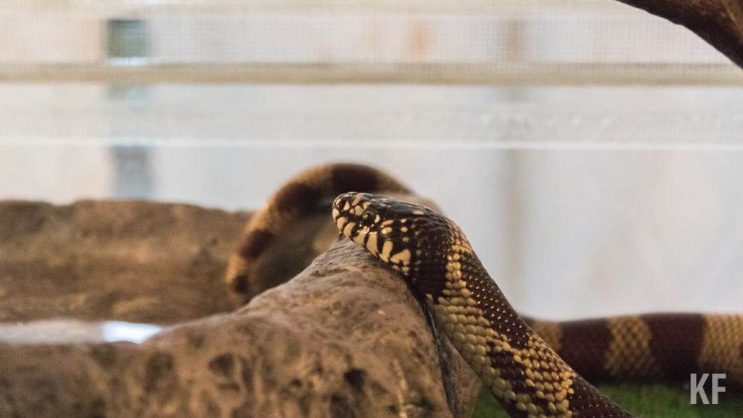 What things will happen when we're bitten by a venomous snake?