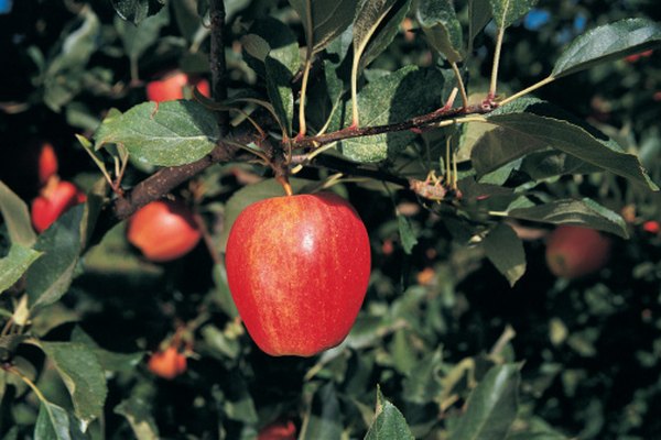red gala apples buying guide + great price