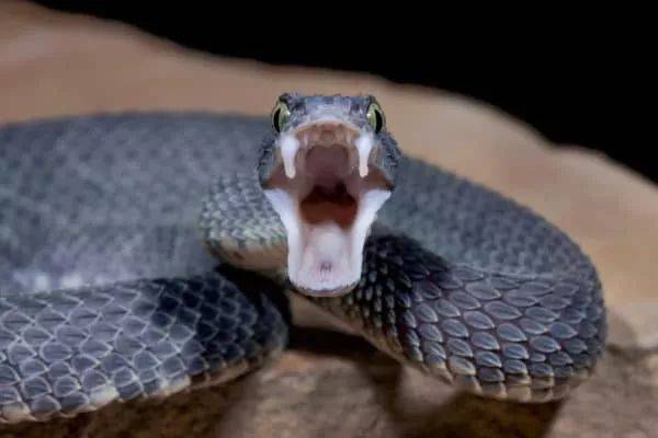 Snakes in The Philippines ( Venomous, Poisonous & Black )