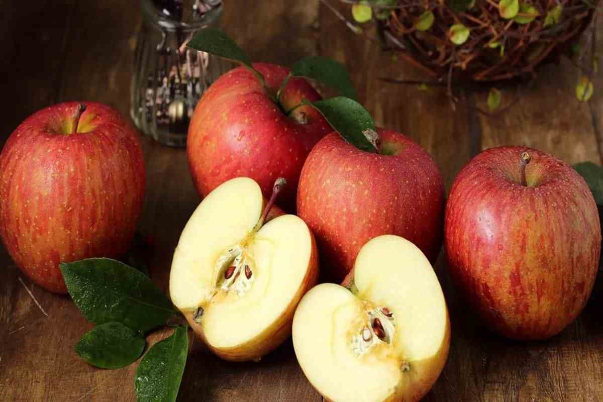 buy apple fruits + great price with guaranteed quality