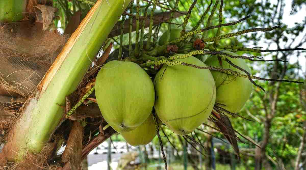 Buy coconut palm flower buds + Best Price