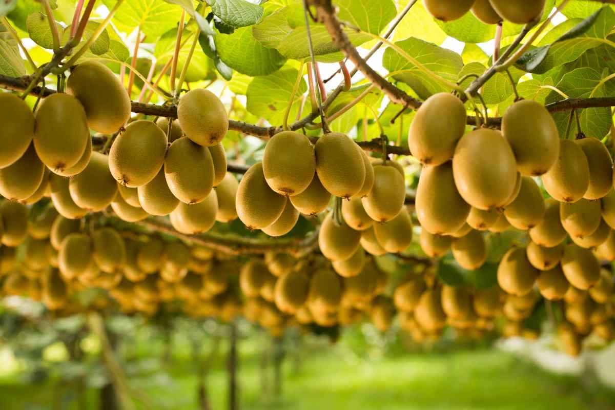 The purchase price of kiwifruit orchard + advantages and disadvantages