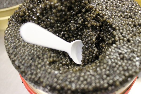 Buy the best types of Beluga Caviar at a cheap price