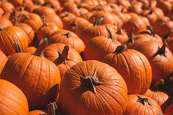 producer of pumpkins price list in November 2023