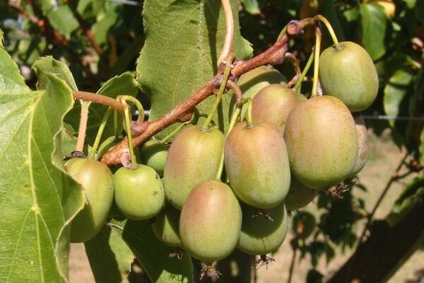 How to Grow Kiwifruit Zone