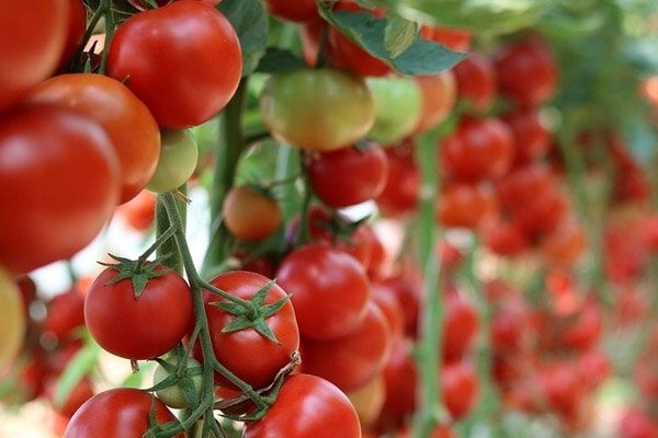 price references of Tomato Tree types + cheap purchase