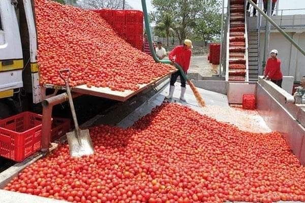 fresh tomato paste purchase price + preparation method
