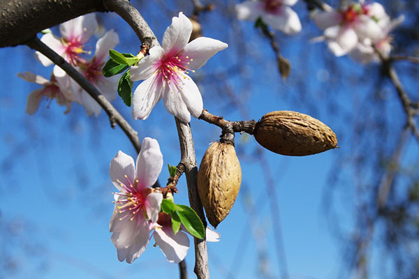what is almond tree + purchase price of almond tree