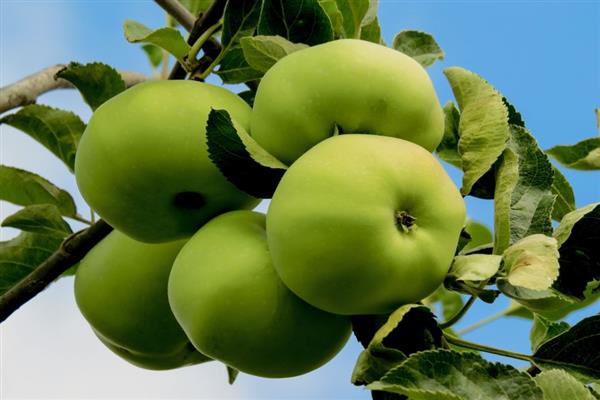 granny smith apple + purchase price, use, uses and properties