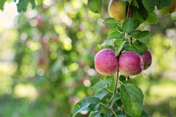 How Long Empire Apple Tree Pollinators Do