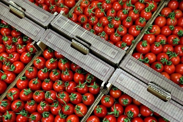 processed tomato paste Purchase Price + Photo
