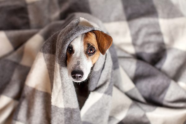 Buy The Best Types of Dog Blanket At a Cheap Price