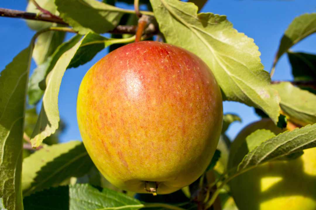 Cox orange pippin apple tree dwarf + Buy