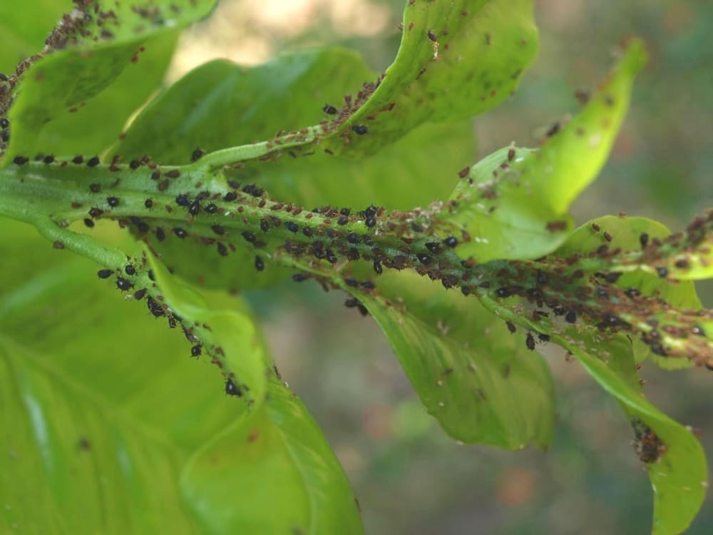 groundnut diseases and pests leaf miner
