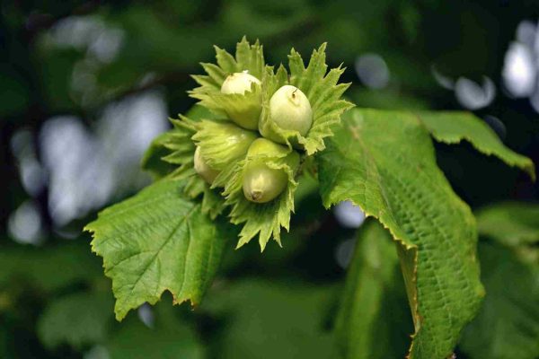 Bea Hazelnut Bush Flower | Buy at a Cheap Price