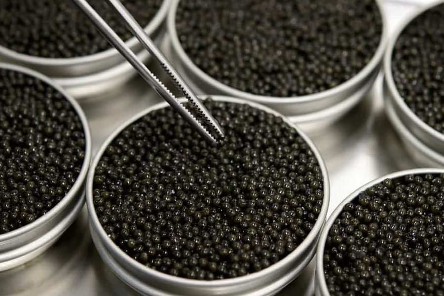 caviar taste like + purchase price, use, uses, and properties