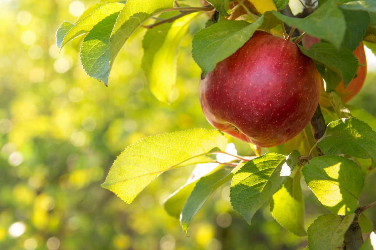 Getting to know honeycrisp hybrid + the exceptional price of buying honeycrisp hybrid
