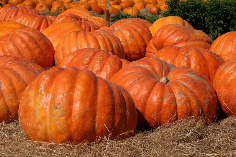 Kent gourd pumpkin 2023 Price List