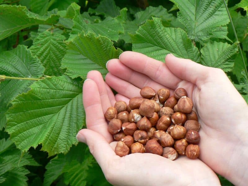 Buy the best types of hazelnut nutrition at a cheap price