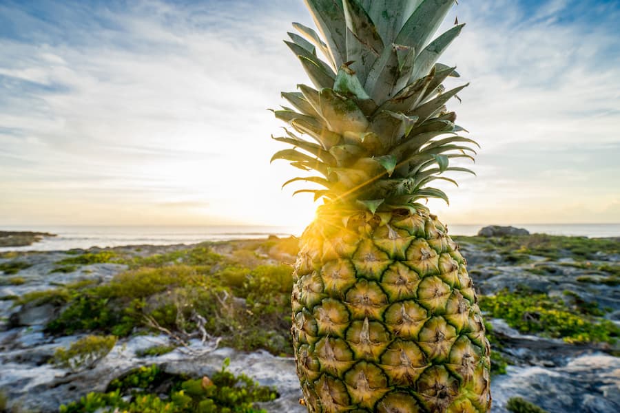 How to Grow a Pineapple Fresh Recipes