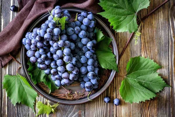 black seedless grapes benefits varieties taste