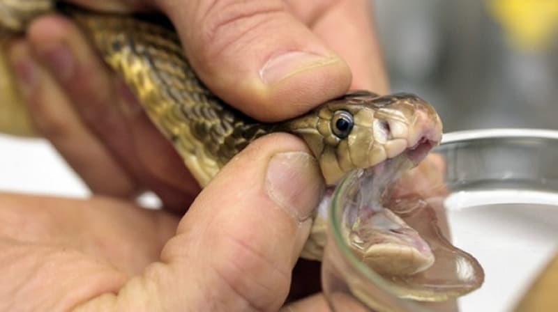 Iranian snake venom 2023 Price List