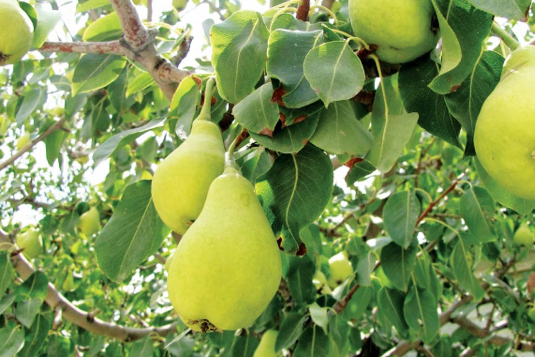 Buy Seckel Pear | Selling All Types of Seckel Pear At a Reasonable Price