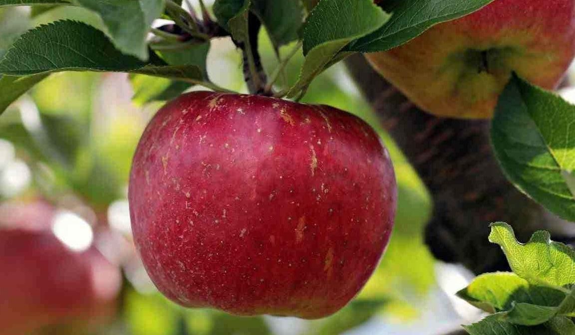 Getting to know ambrosia apple  + the exceptional price of buying ambrosia apple