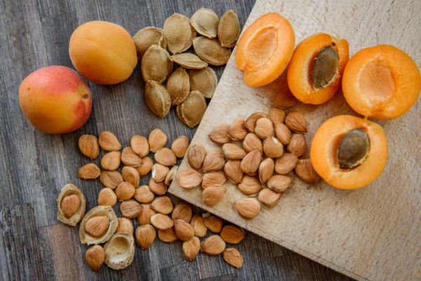 Buy fresh dried apricot seeds + Great Price