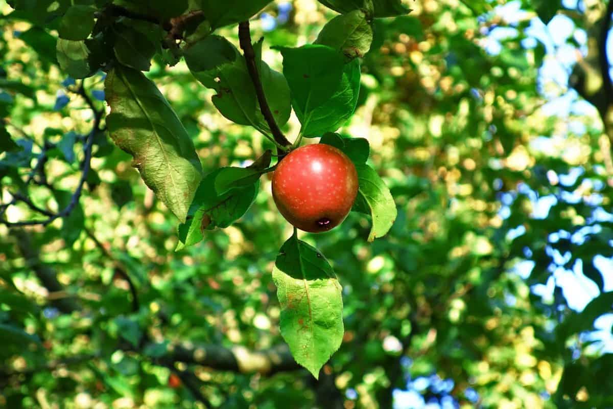 Buy dwarf haralson apple tree + Best Price