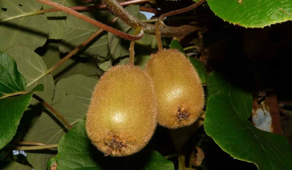 Buy All Kinds of Hardy kiwi  at the Best Price
