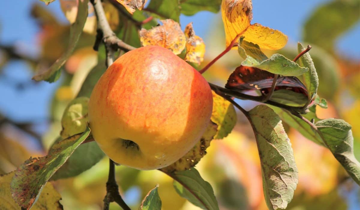 Grimes apple pollinator | Reasonable Price, Great Purchase