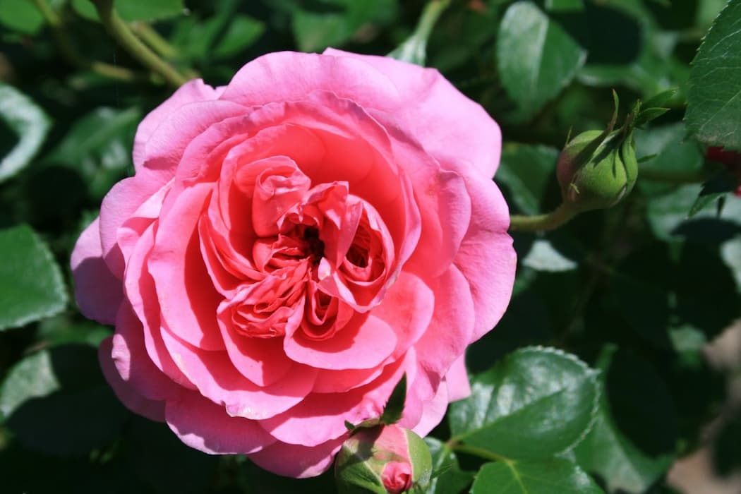 Buy Rose Plant | Selling All Types of Rose Plant At a Reasonable Price