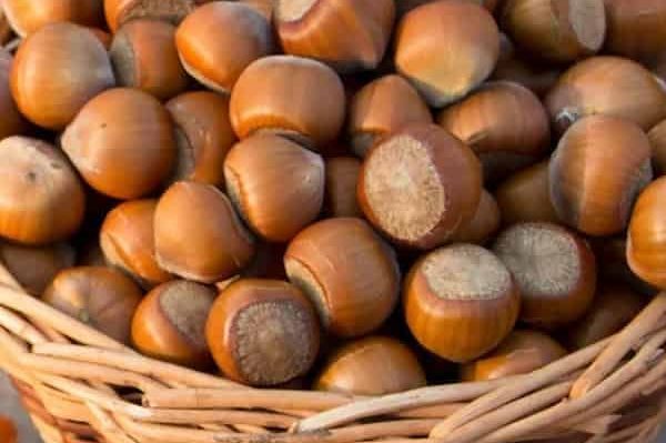 Introduction of Hazelnut shell  Types + Purchase Price of The Day