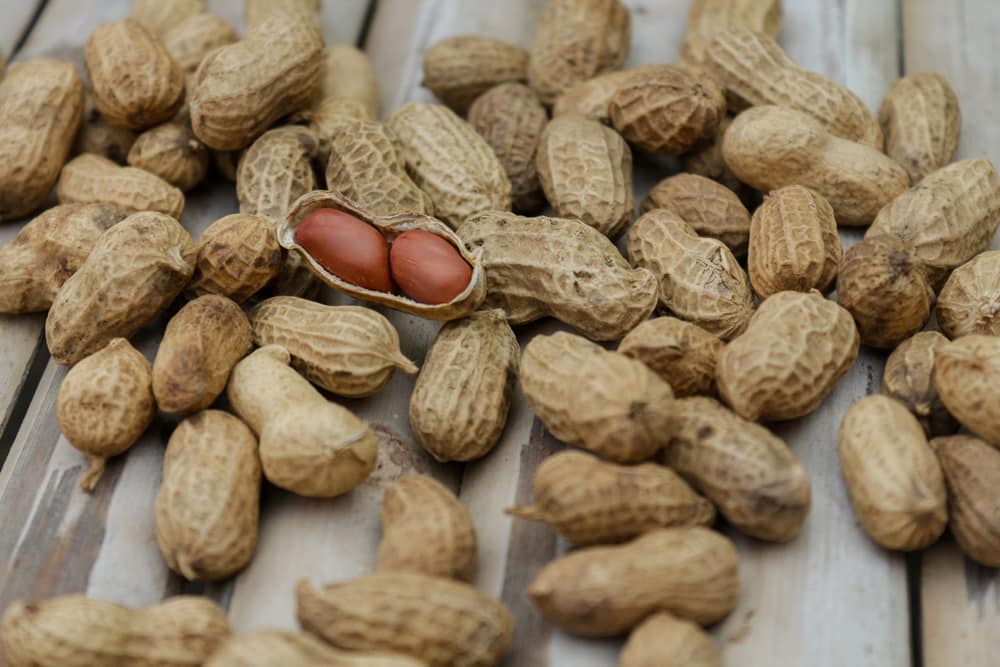 Peanuts in bulk for animals high quantities