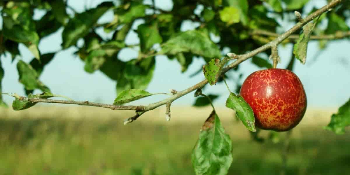Purchase And Day Price of Anna Apple Tree
