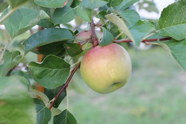 Buy Mutsu Apple Trees + Great Price With Guaranteed Quality