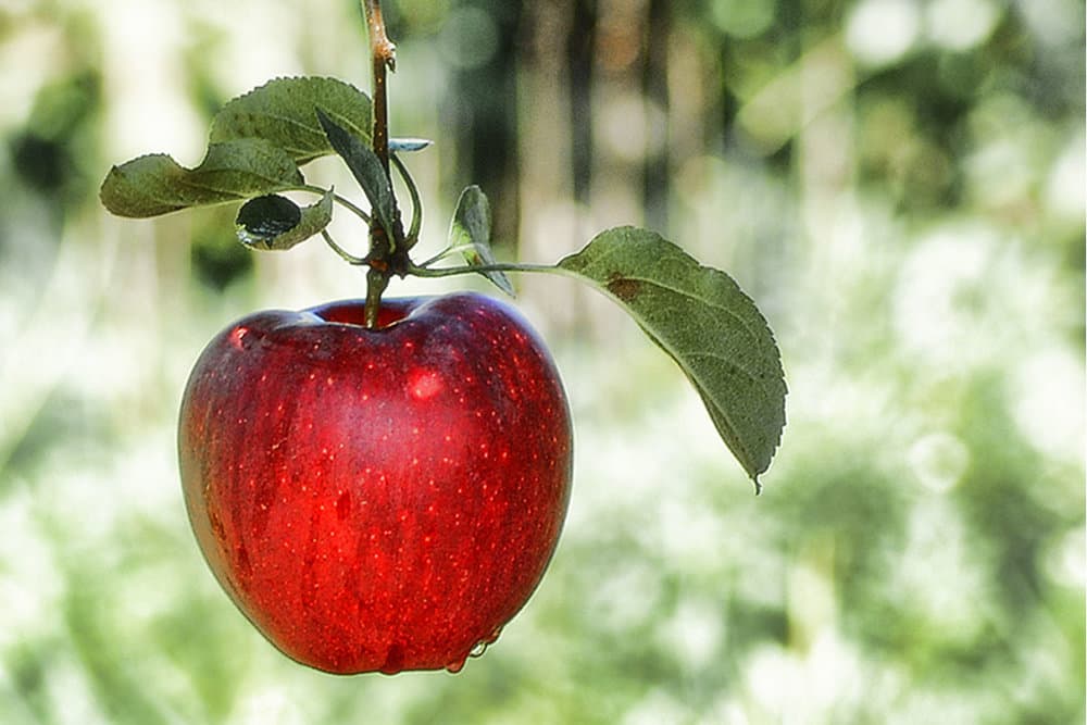 Purchase And Day Price of red apple for weight loss