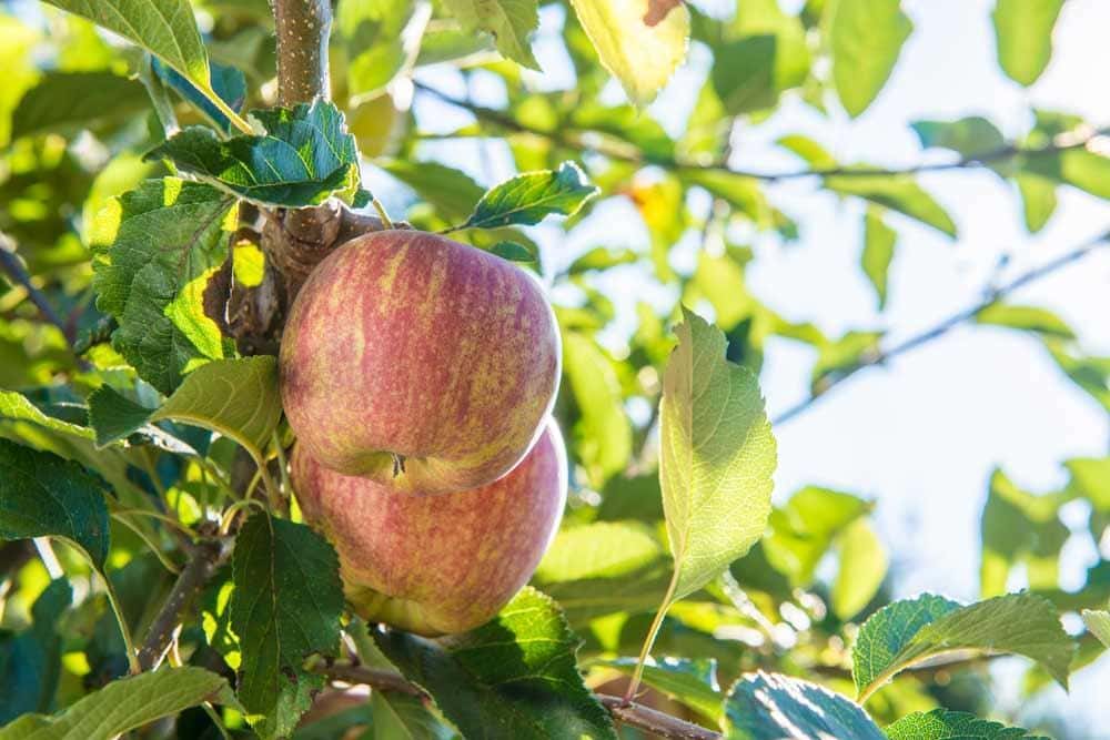 Price and Buy Honeycrisp apple tree + Cheap Sale