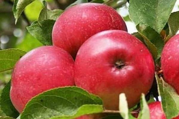 Price for pacific rose apple tree