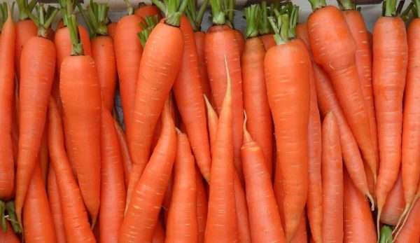 Introduction of Carrots Imperator Types + Purchase Price of The Day