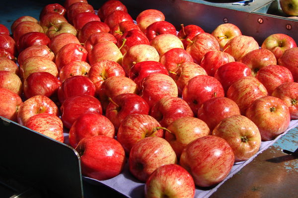 Red gala apple 2023 Price List