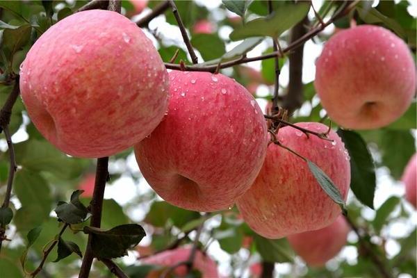 organic fuji apple market price
