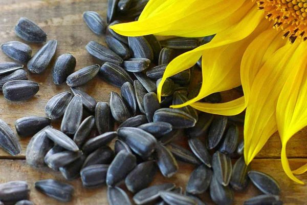 Purchase And Day Price of Cooked Sunflower seeds
